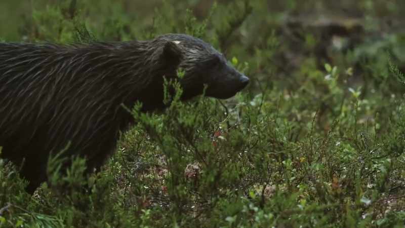 He will chow down some plants or berries as he goes