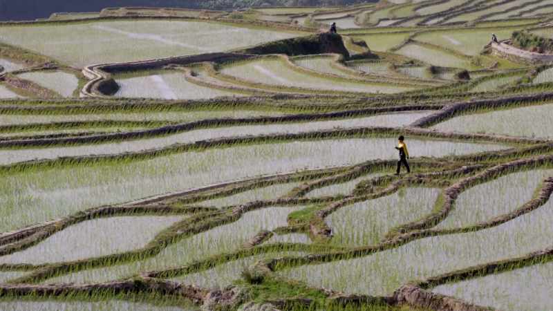 He worked in rice fields in the summers