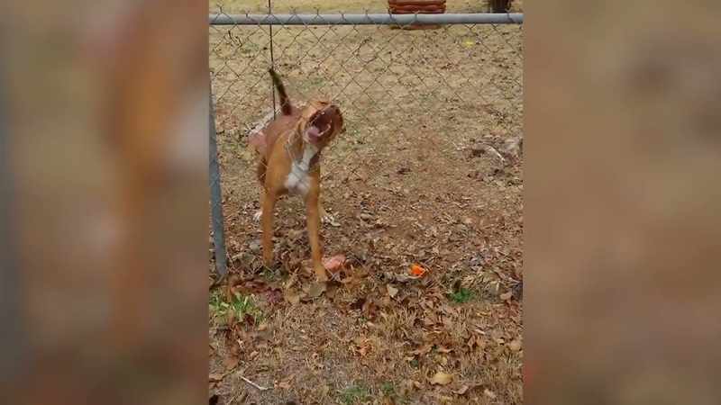 He would chew his way through a chain‐link fence