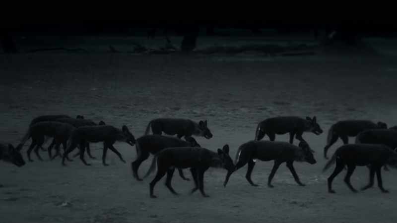 Heads down, tails down, they seem to mourn