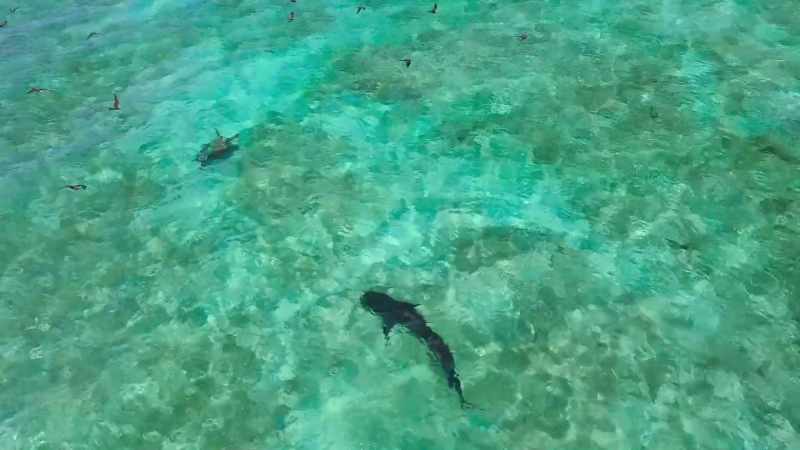 Healthy turtles will keep well away from an approaching shark