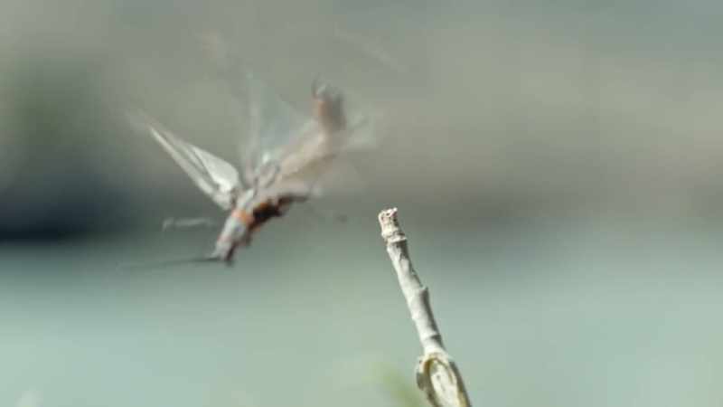 Heavy bodies and delicate wings
