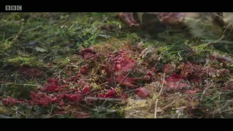 �� Heifer whines