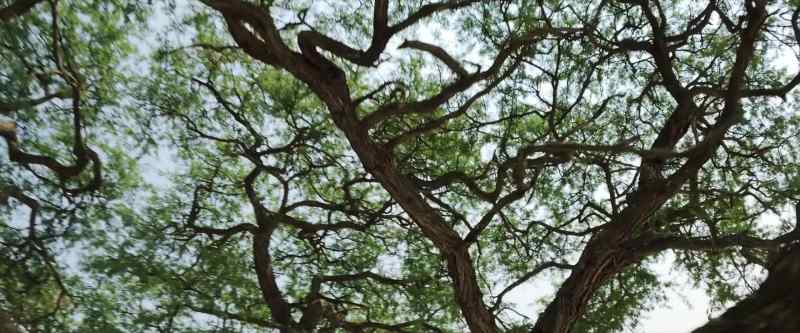 �drawing water up to its branches…