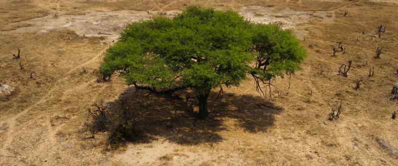 �plants have made our planet habitable…