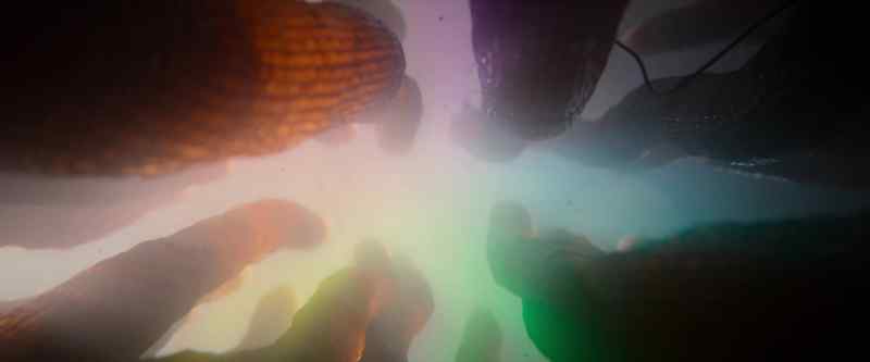 �which allows Paloma to distinguish one color from another