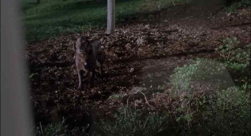 Hello. Give me Animal Control. - Don't call them!