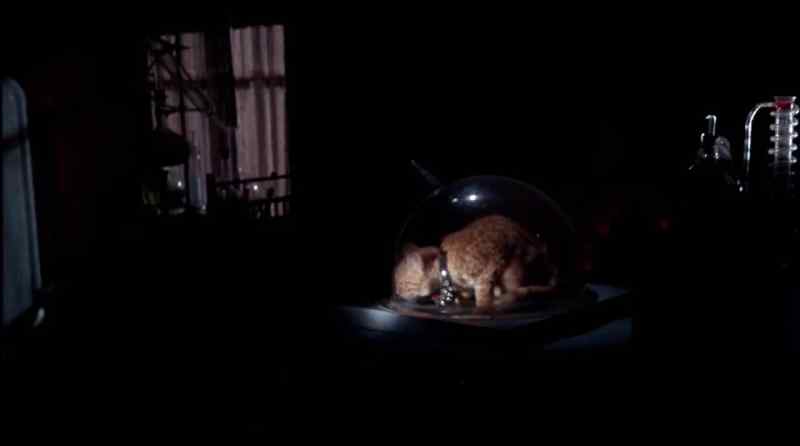 'Hello, kitty.'