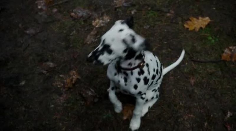 Hello, puppy