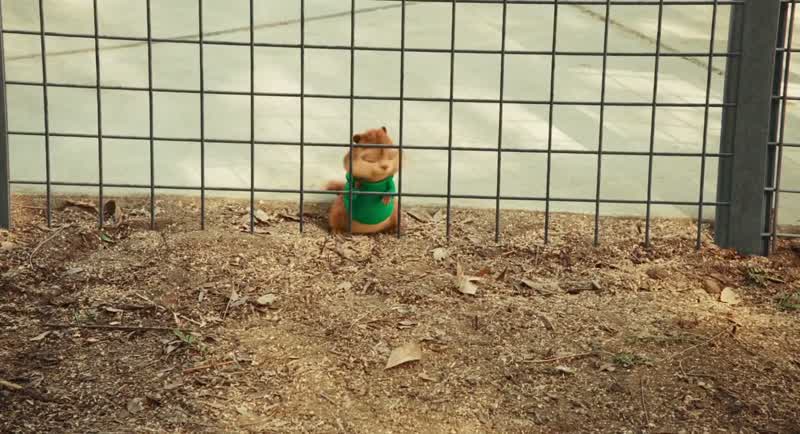 Hello? Meerkat family?
