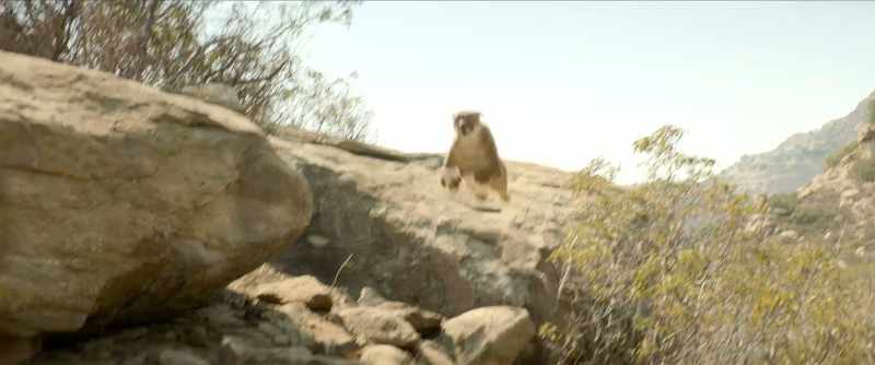 Help! Help! Lion!