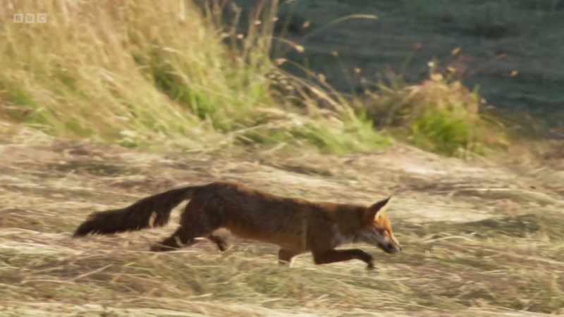 Her acute sense of hearing enables her to detect