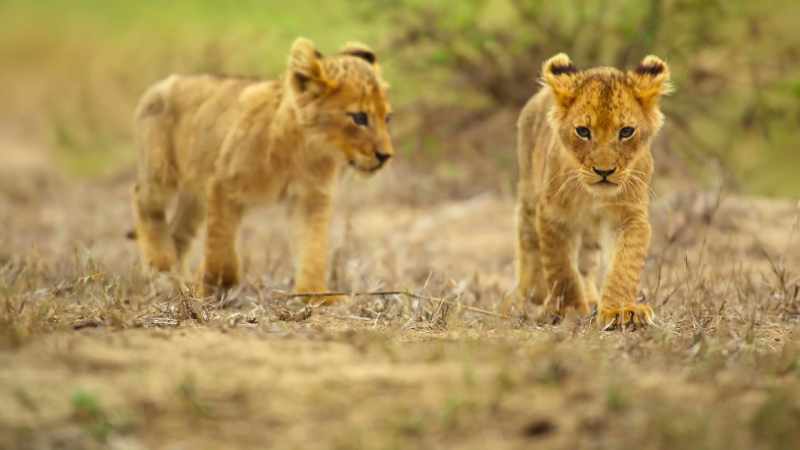 Her bolder brothers approach first