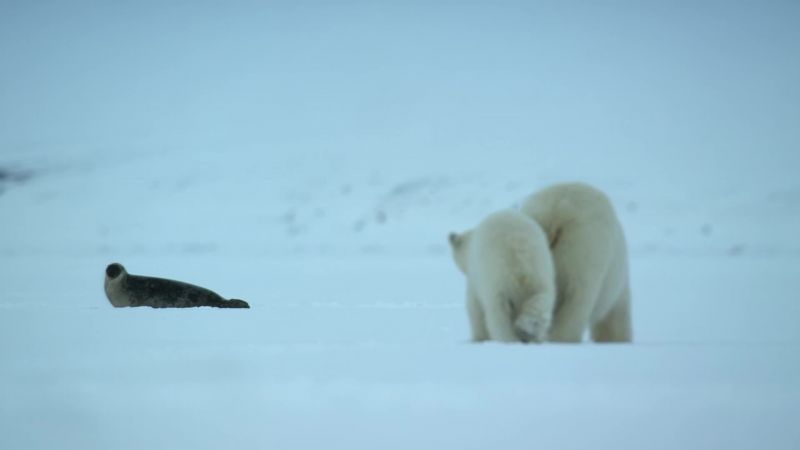 Her cub carefully treads in her footsteps