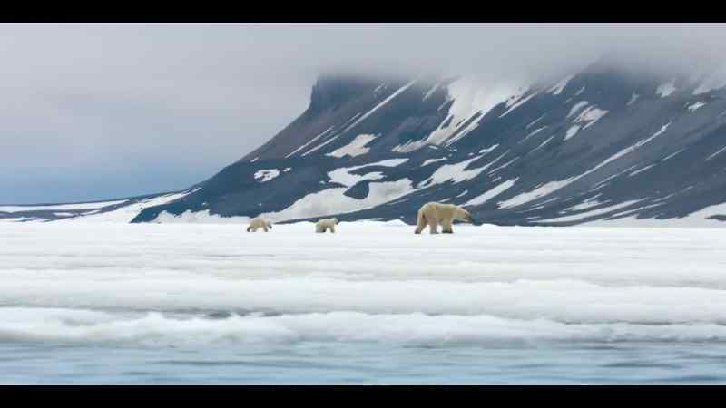 Her cubs were born on land