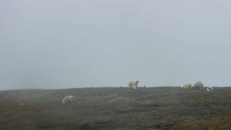 Her cubs follow her