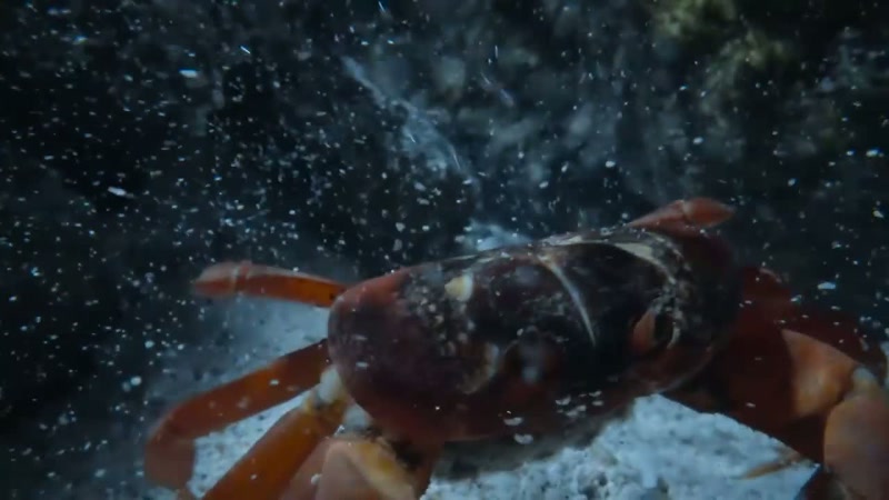 'Her eggs hatch on contact with water