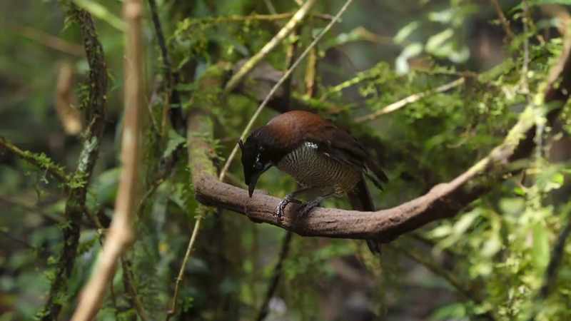 Her erect head feathers and quivering wings