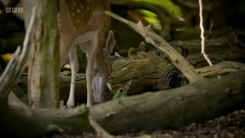 Her fawn is just a few days old