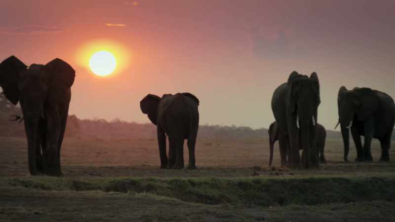 Her herd is her lifeline... -(TRUMPETS)