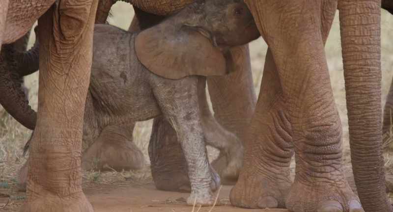 Her mother, Mala, gives birth only once in five years