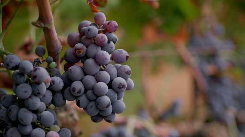 Her organic vines produce lower yields but fruitier aromas
