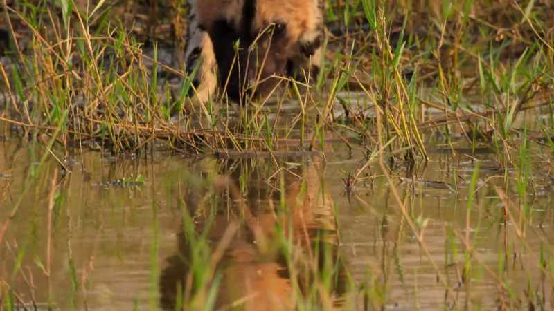 Her point made, she leads the pups away for a drink
