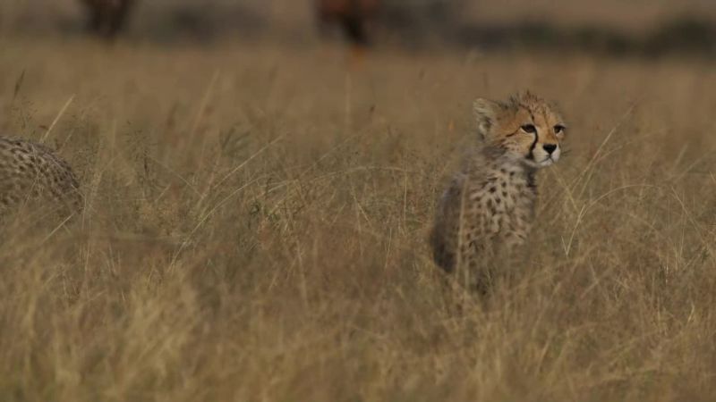 Her search continues past dusk
