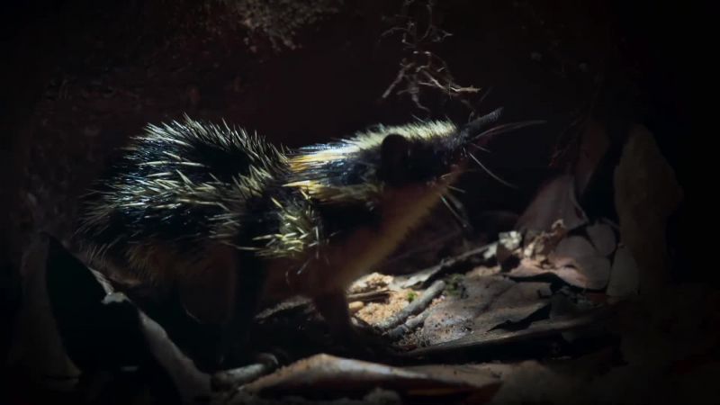 Her small burrow is a safe place to hole up until the rains arrive