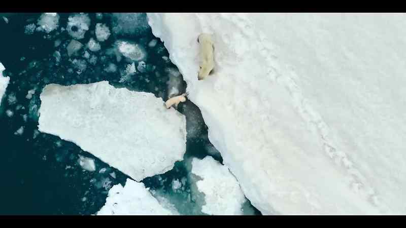 Her smallest cub is finding sea ice school