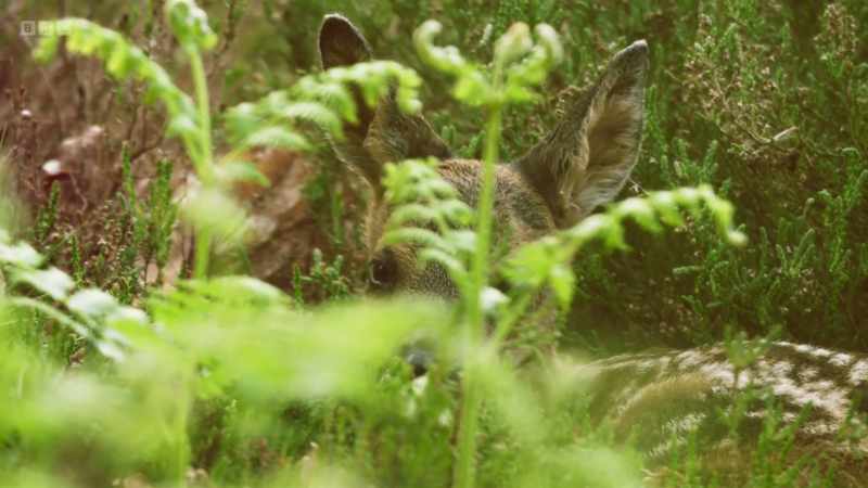 Her speckled coat makes her less obvious in the dappled light