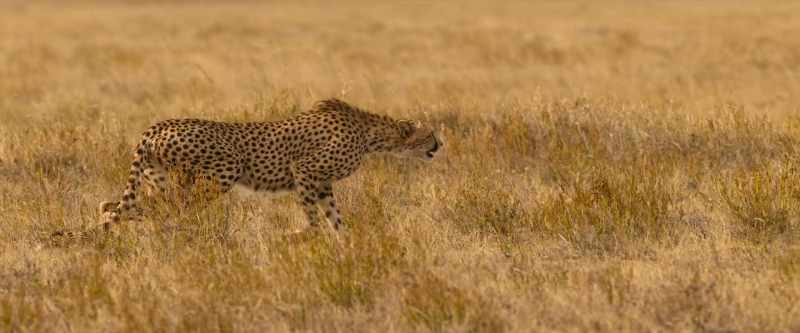 Her spotted coat provides camouflage