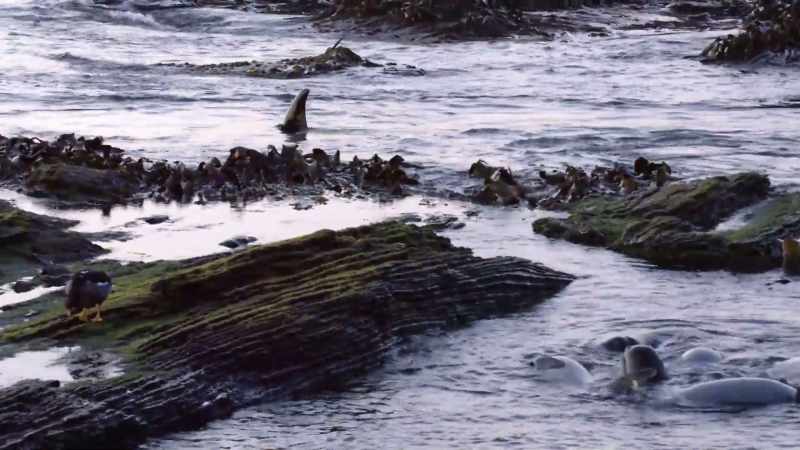 ''Her top fin acts as a rudder,''
