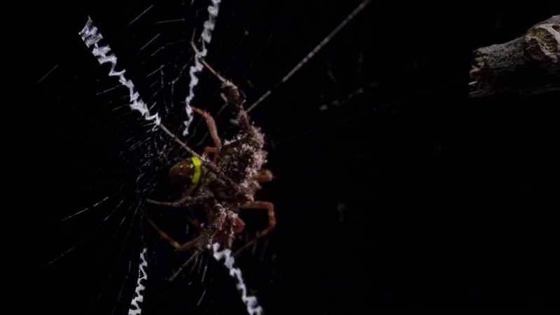 Her venom kills Argiope instantly