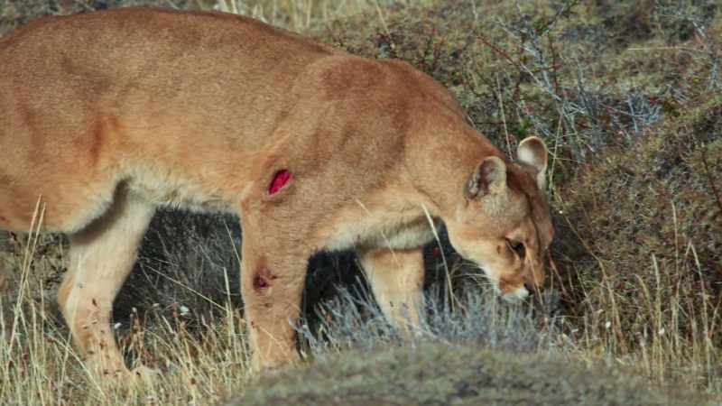 Her wounds are severe and will take weeks to heal properly
