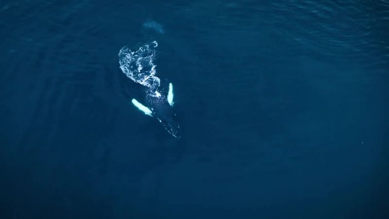 Herding krill isn't easy on your own