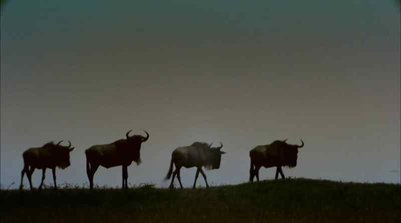 Herds sometimes push on through the night
