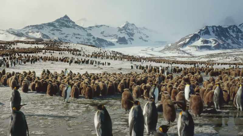 Here, a million king penguins live and breed the year round