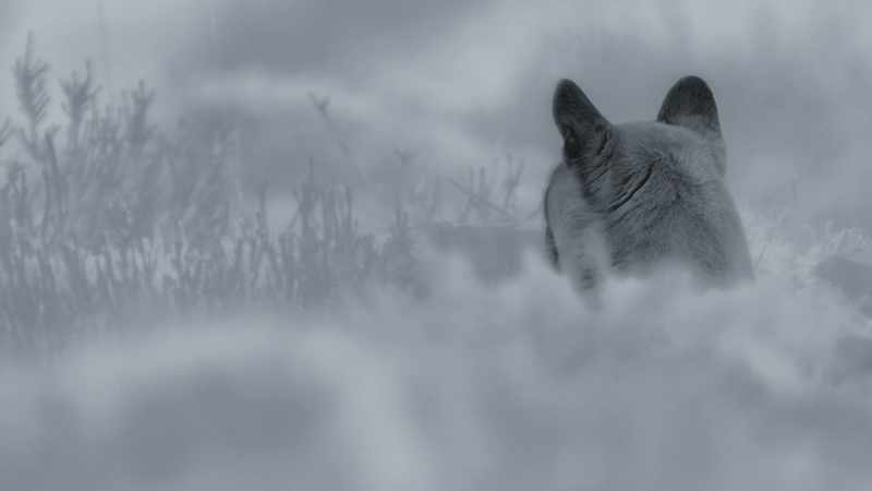 Here, a predator has to hunt when it's so dark