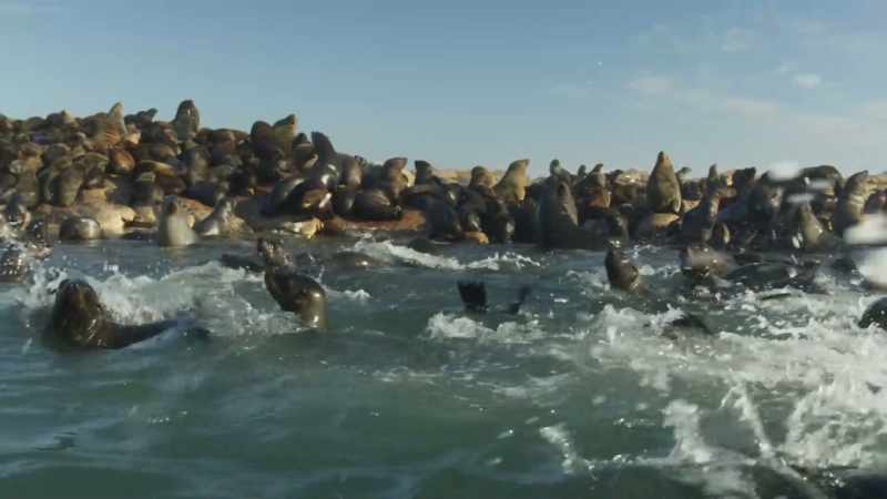 Here, animals are adapting to new challenges