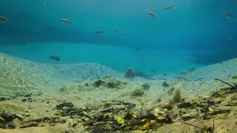 Here at Bonito, freshwater springs bubble up from deep underground