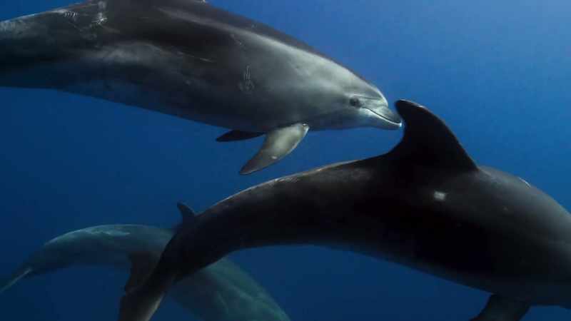 Here, bottlenose dolphins stick together