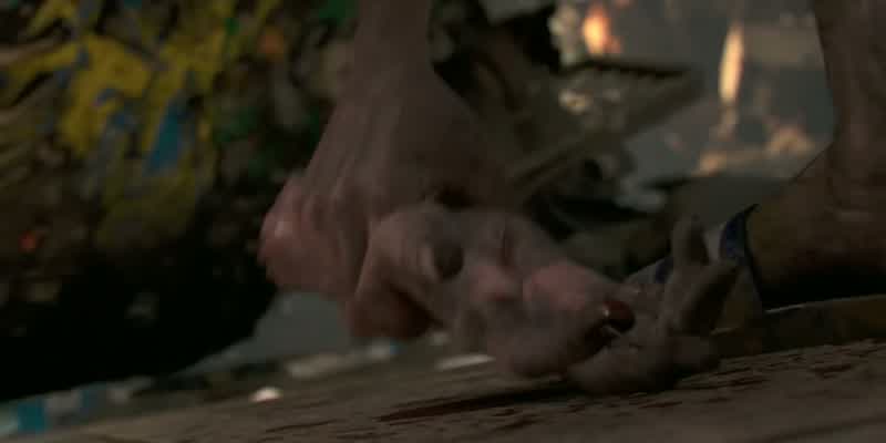 Here, boy!