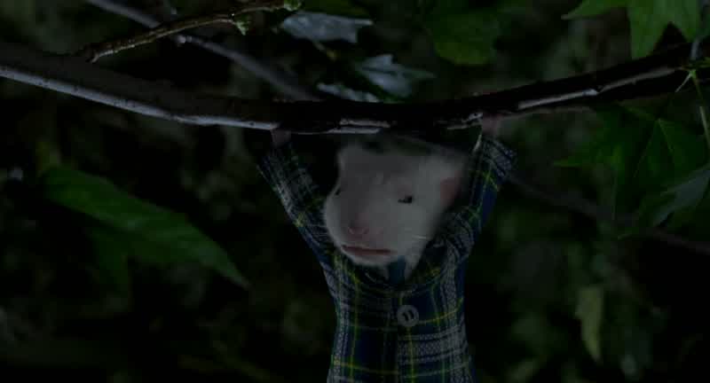 Here you go boys Dinner's servedAll right Smokey Way to goOh dearLook it's mouse on a stick I love mouse on a stickA little further Keep him coming Keep him comingAll right I can almost reach him Keep