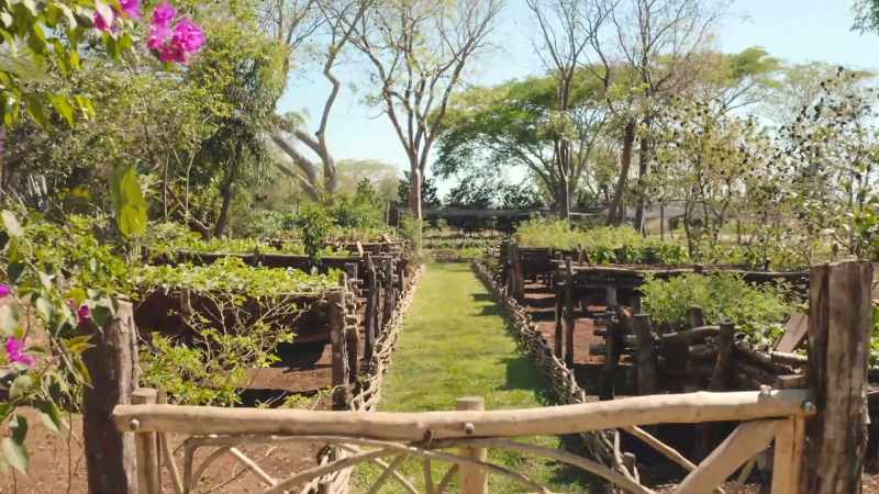 Here in his kitchen garden