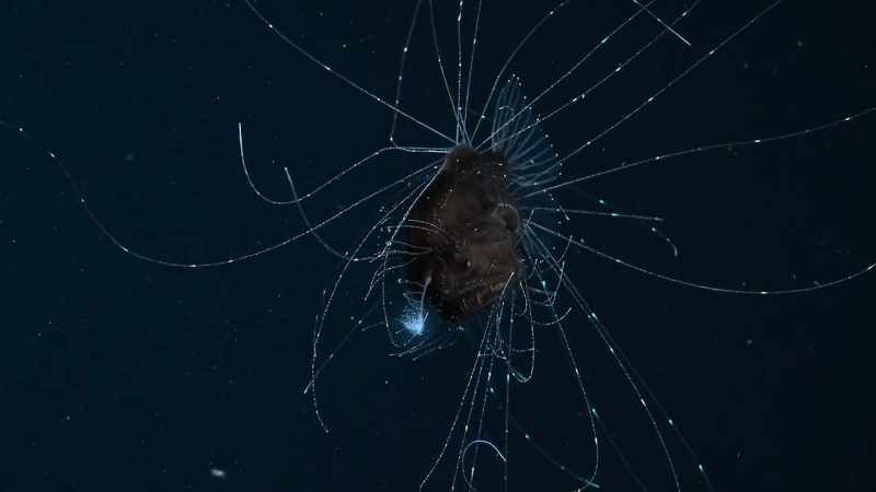 Here, in the deep midwater, predators play a patient game