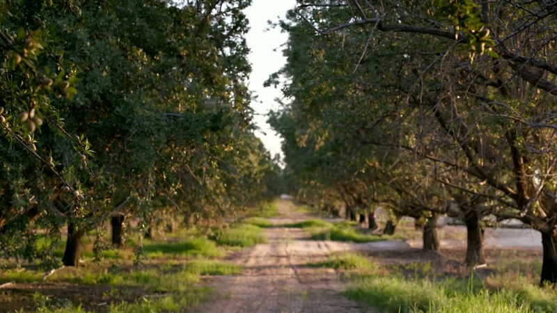 Here in the San Joaquin Valley