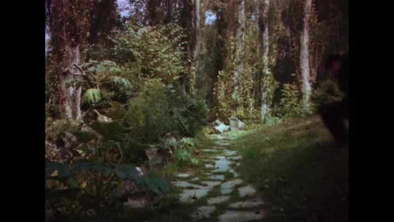 Here, Lassie, come here