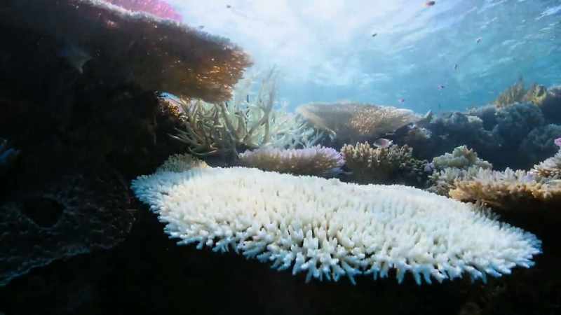 Here, on Australia's Great Barrier Reef, unusually warm seas
