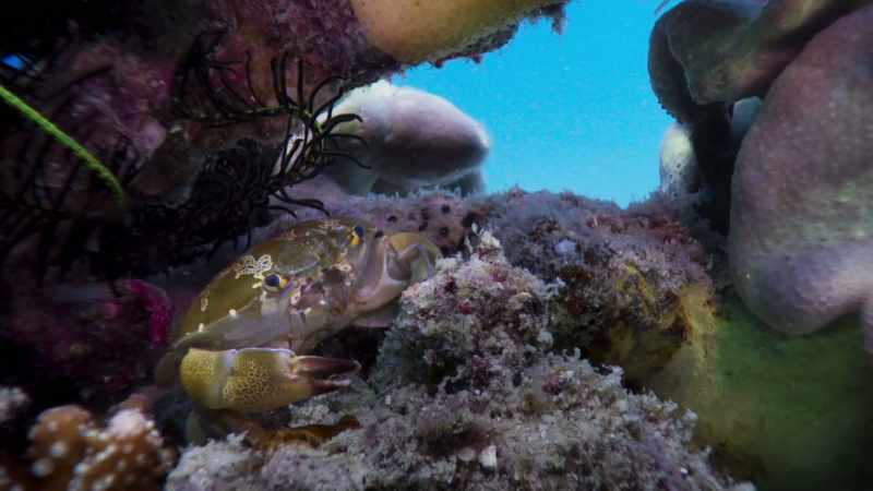 Here, on Australia's Great Barrier Reef